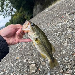 ラージマウスバス