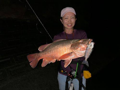 ゴマフエダイの釣果