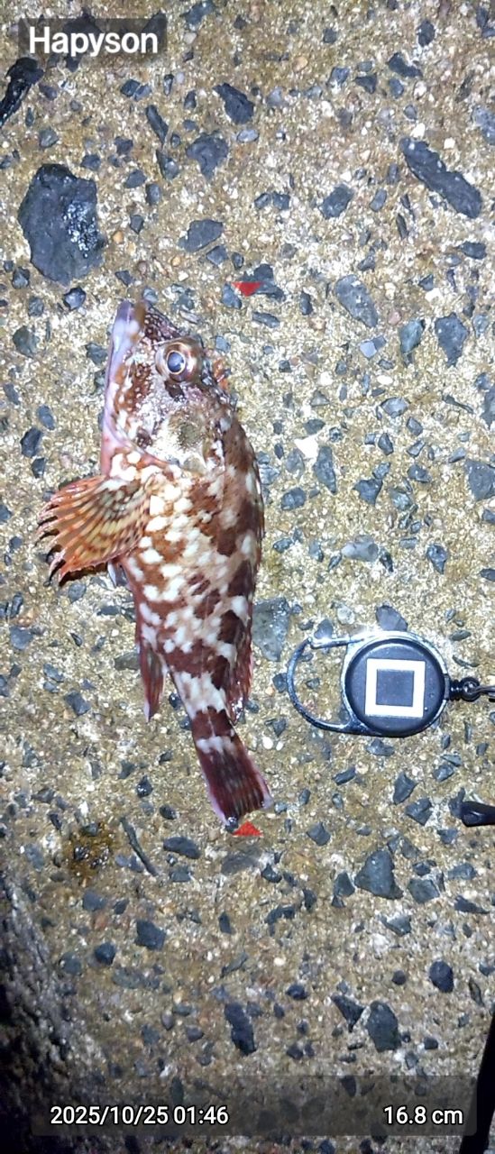 カサゴ
