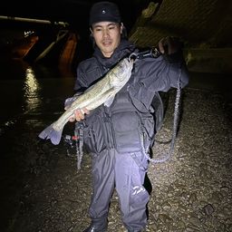 シーバス