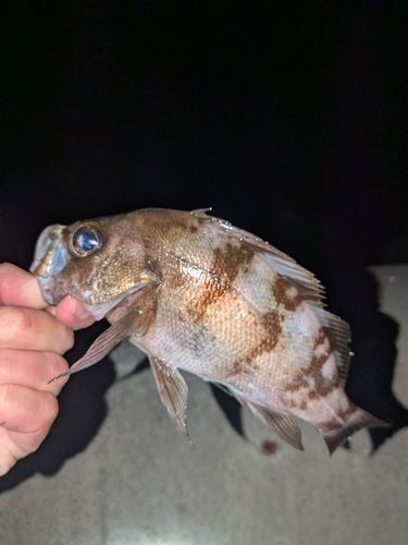 メバルの釣果