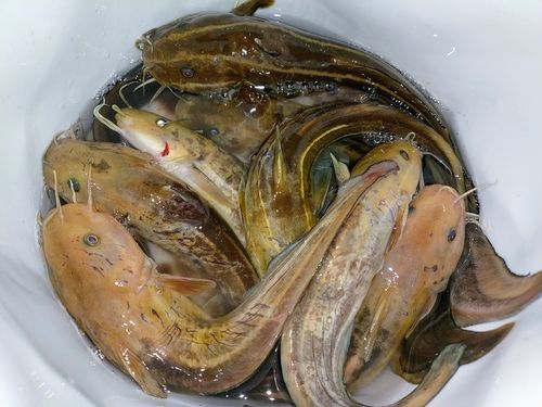 ゴンズイの釣果