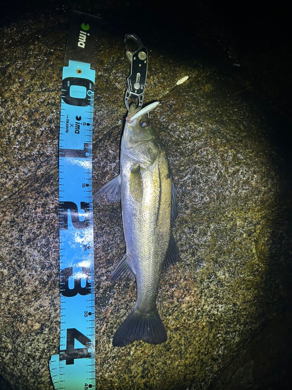 DAIWA 21月下美人 MX 78ML-T・Nの最安値・インプレ・釣果 | 本音