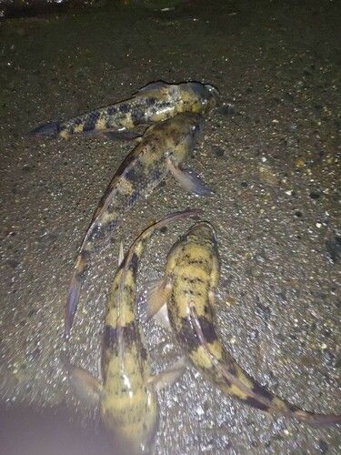 ハゼの釣果