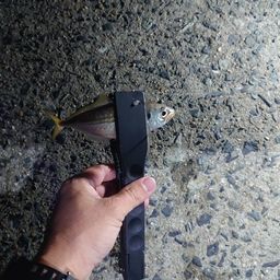 アジ