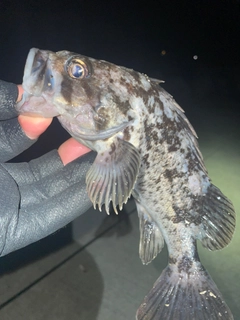 クロソイの釣果