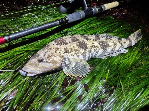 アイナメの釣果