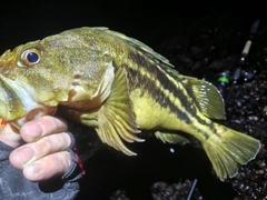 シマソイの釣果