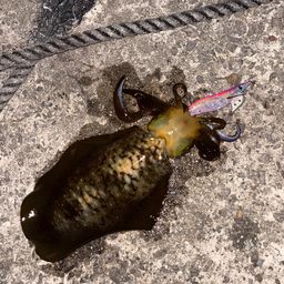 アオリイカ