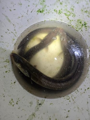 アナゴの釣果
