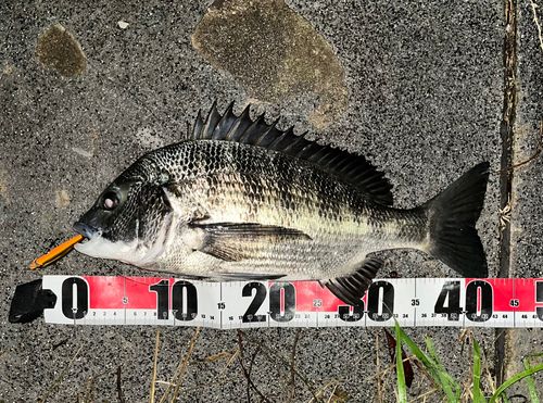 チヌの釣果