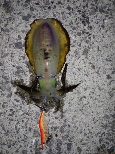 イカの釣果