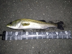 スズキの釣果