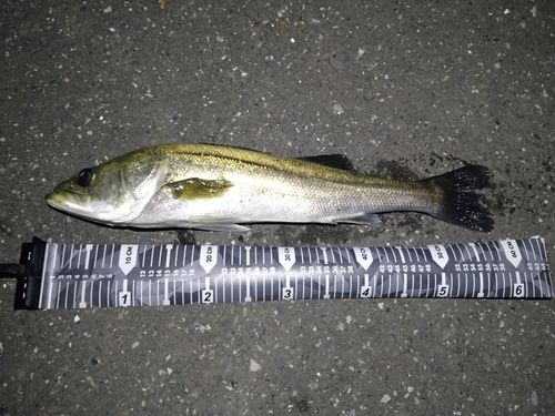 スズキの釣果