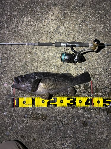 クロソイの釣果