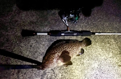 オオモンハタの釣果