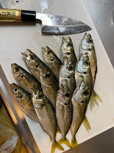 アジの釣果