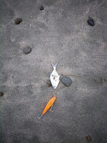 釣果