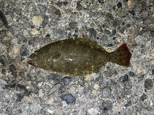 ヒラメの釣果