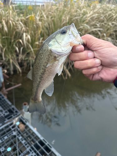 ラージマウスバスの釣果