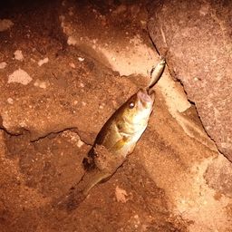 ブラックバス