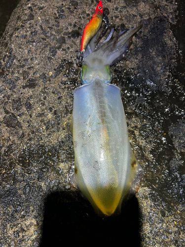 アオリイカの釣果