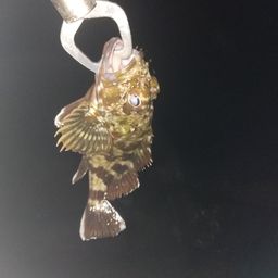 アジ