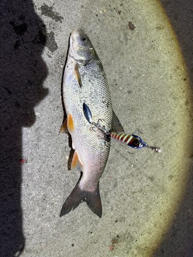 浜厚真漁港