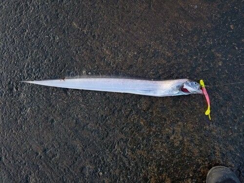 タチウオの釣果