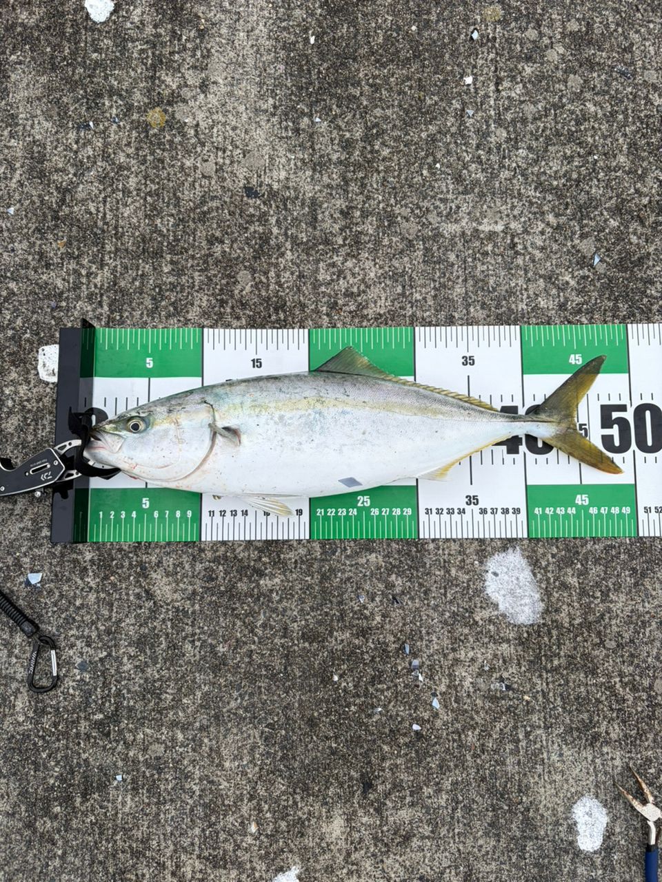 APIA グランデージ アトラス BLUE RUNNER 98Mの最安値・インプレ・釣果