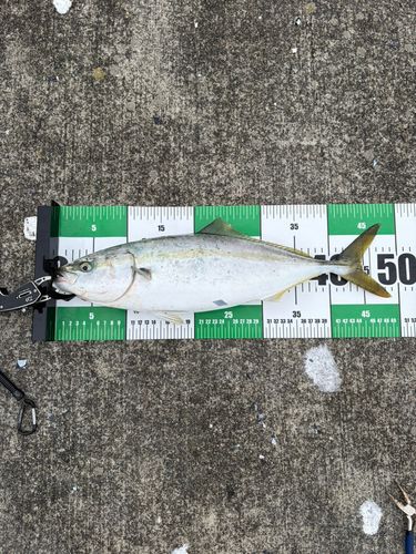 イナダの釣果
