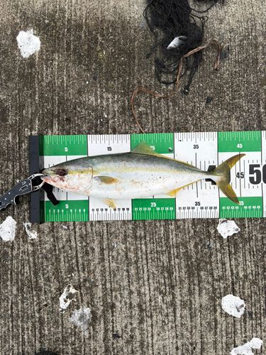 イナダの釣果