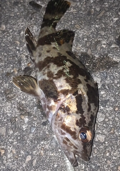タケノコメバルの釣果