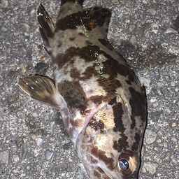 タケノコメバル