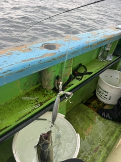 タチウオの釣果