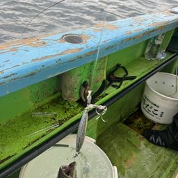 タチウオ