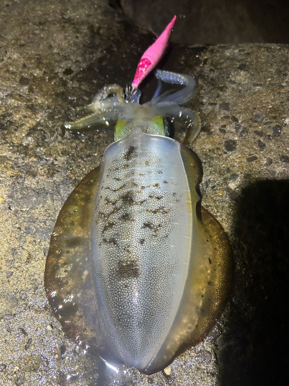 エメラルダス ストイスト RT 76MMH 美品 DAIWA（釣り） ダイワ エメラルダス ストイスト RT 76MMH 2021製品