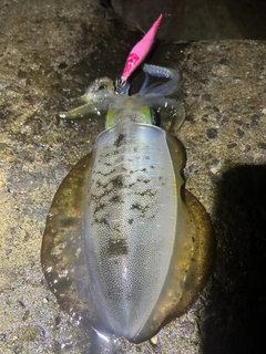アオリイカの釣果