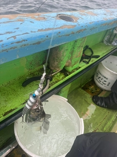 タチウオの釣果