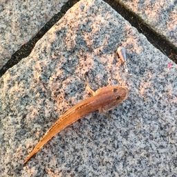 マハゼ