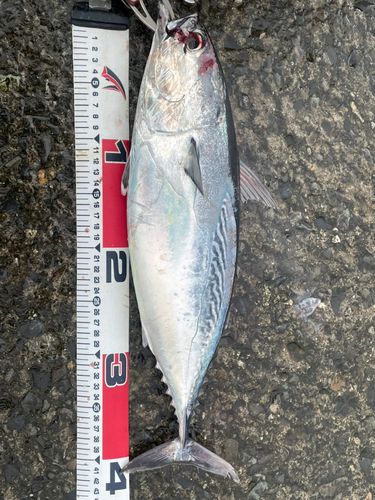 ソウダガツオの釣果