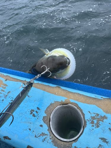 シロサバフグの釣果