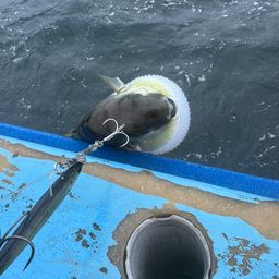 シロサバフグ