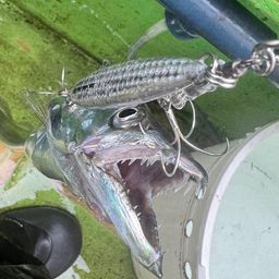 タチウオ