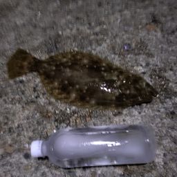 ヒラメ