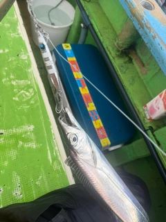 タチウオの釣果