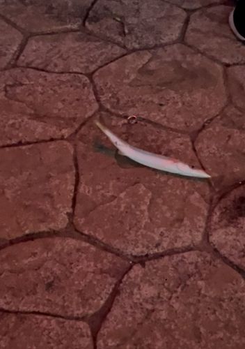 カマスの釣果