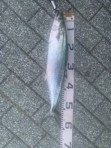 サゴシの釣果