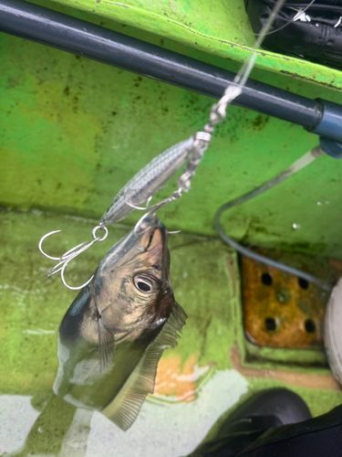 タチウオの釣果