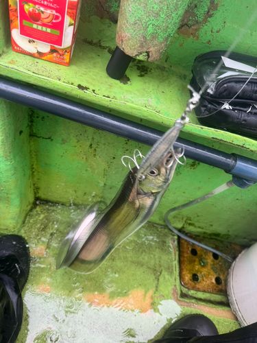 タチウオの釣果